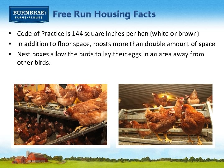 Free Run Housing Facts • Code of Practice is 144 square inches per hen
