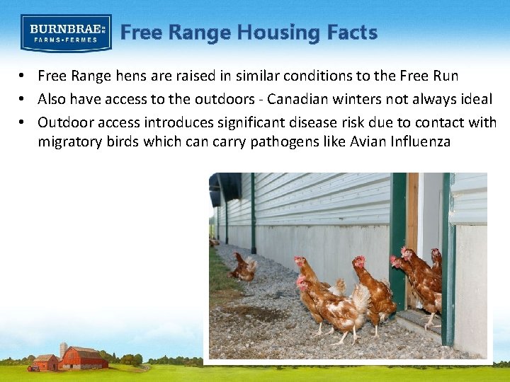 Free Range Housing Facts • Free Range hens are raised in similar conditions to