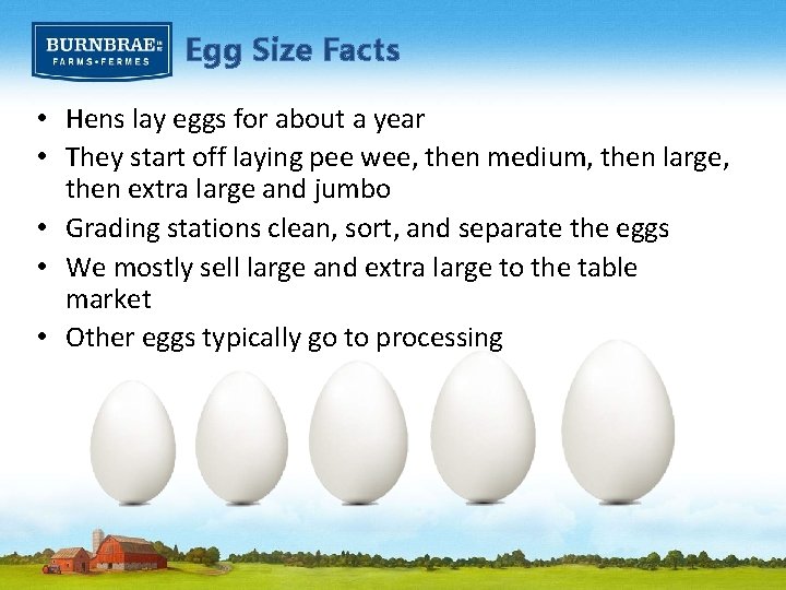 Egg Size Facts • Hens lay eggs for about a year • They start