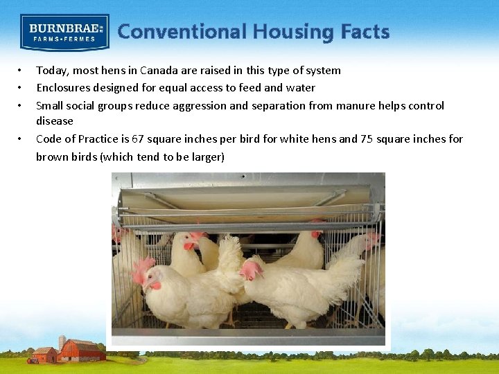 Conventional Housing Facts • • Today, most hens in Canada are raised in this