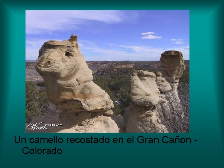 Un camello recostado en el Gran Cañon Colorado 