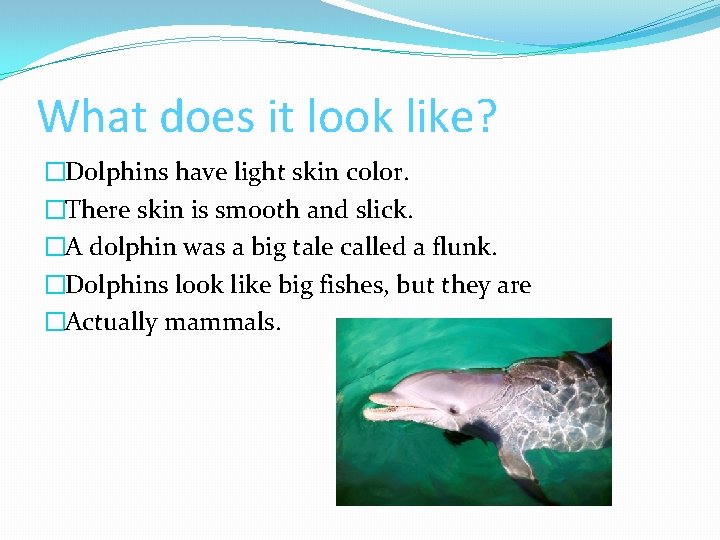 What does it look like? �Dolphins have light skin color. �There skin is smooth What does it look like? �Dolphins have light skin color. �There skin is smooth