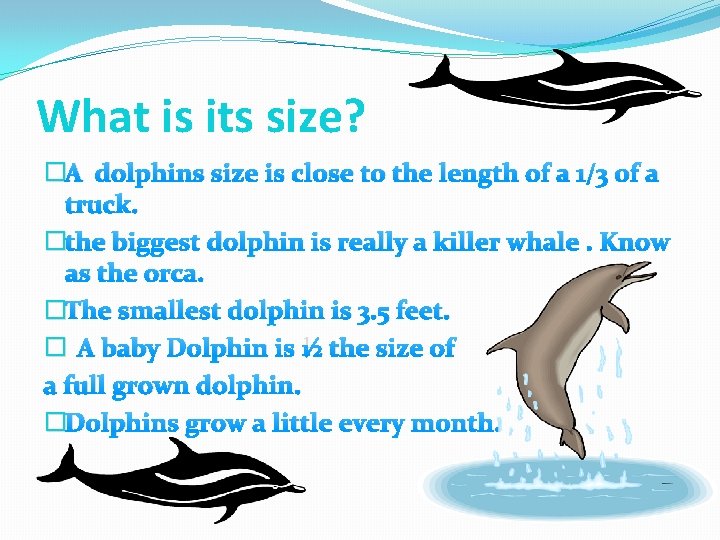 What is its size? �A dolphins size is close to the length of a What is its size? �A dolphins size is close to the length of a