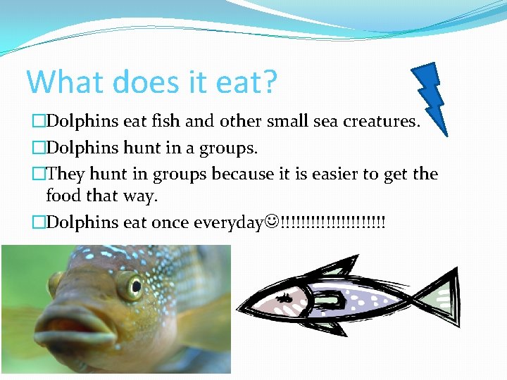 What does it eat? �Dolphins eat fish and other small sea creatures. �Dolphins hunt What does it eat? �Dolphins eat fish and other small sea creatures. �Dolphins hunt
