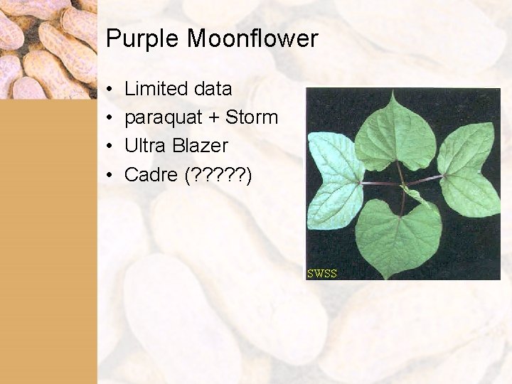 Purple Moonflower • • Limited data paraquat + Storm Ultra Blazer Cadre (? ?