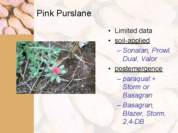 Pink Purslane • Limited data • soil-applied – Sonalan, Prowl, Dual, Valor • postemergence