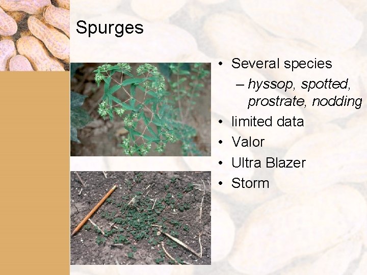 Spurges • Several species – hyssop, spotted, prostrate, nodding • limited data • Valor