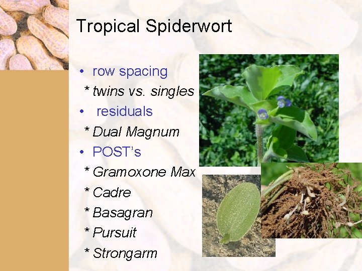 Tropical Spiderwort • row spacing * twins vs. singles • residuals * Dual Magnum