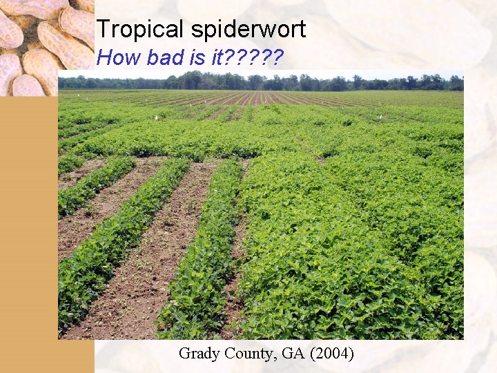 Tropical spiderwort How bad is it? ? ? Grady County, GA (2004) 