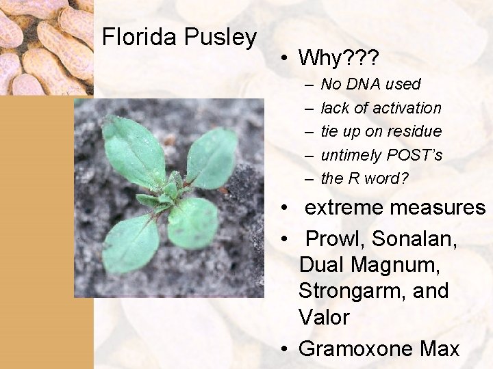 Florida Pusley • Why? ? ? – – – No DNA used lack of