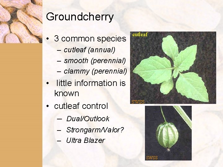 Groundcherry • 3 common species cutleaf – cutleaf (annual) – smooth (perennial) – clammy