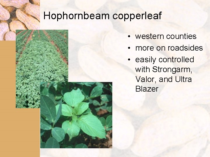 Hophornbeam copperleaf • western counties • more on roadsides • easily controlled with Strongarm,