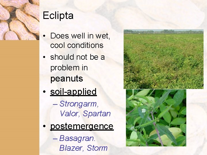 Eclipta • Does well in wet, cool conditions • should not be a problem