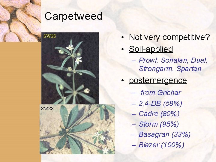 Carpetweed SWSS • Not very competitive? • Soil-applied – Prowl, Sonalan, Dual, Strongarm, Spartan