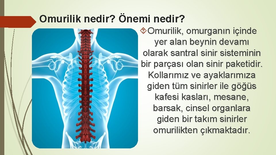 Omurilik nedir? Önemi nedir? Omurilik, omurganın içinde yer alan beynin devamı olarak santral sinir