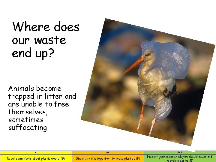 Where does our waste end up? Animals become trapped in litter and are unable