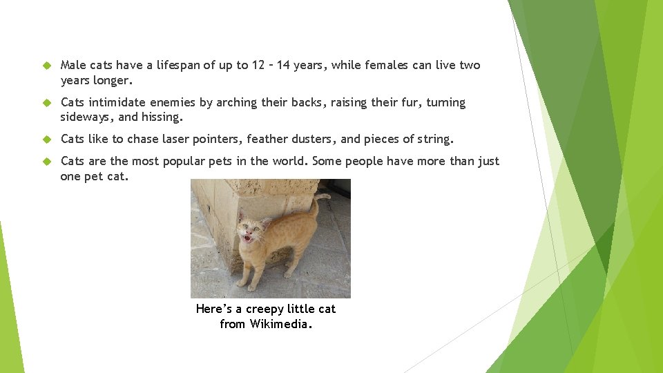  Male cats have a lifespan of up to 12 – 14 years, while