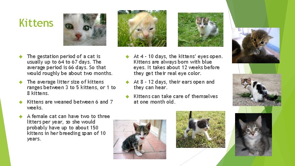 Kittens The gestation period of a cat is usually up to 64 to 67