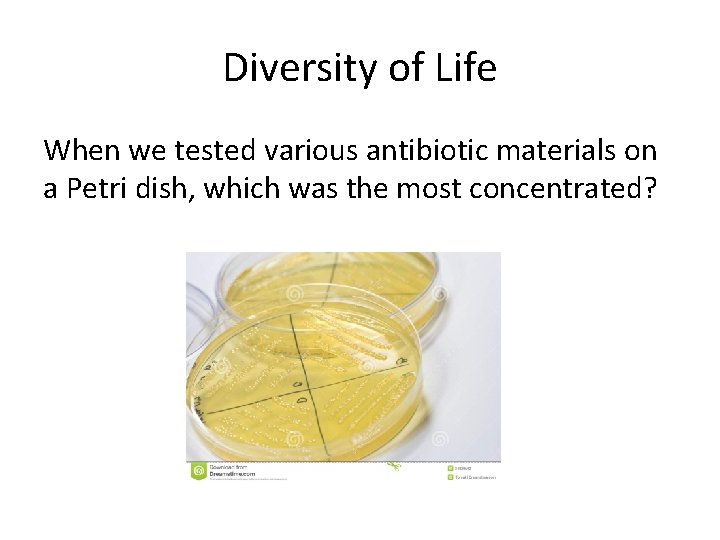 Diversity of Life When we tested various antibiotic materials on a Petri dish, which