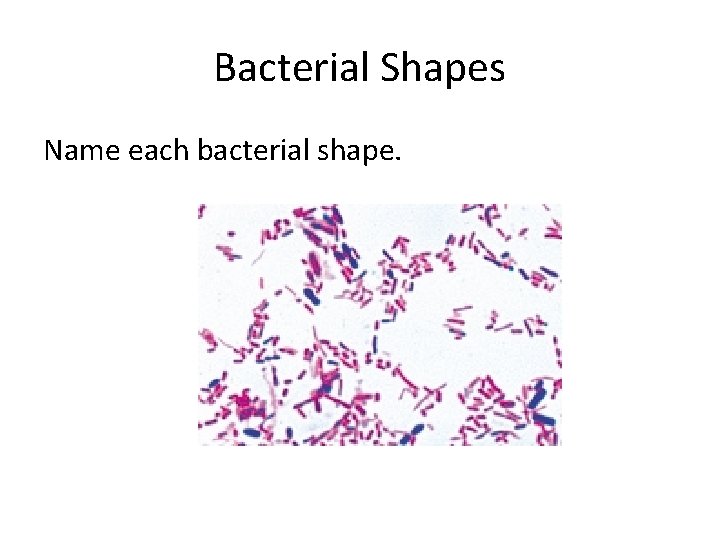 Bacterial Shapes Name each bacterial shape. 