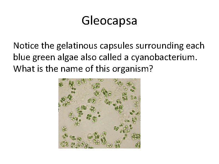 Gleocapsa Notice the gelatinous capsules surrounding each blue green algae also called a cyanobacterium.