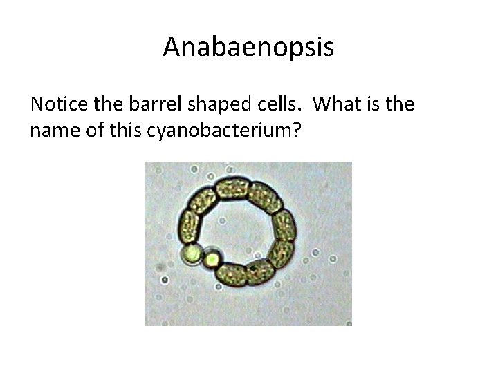 Anabaenopsis Notice the barrel shaped cells. What is the name of this cyanobacterium? 