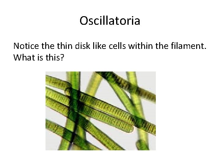 Oscillatoria Notice thin disk like cells within the filament. What is this? 