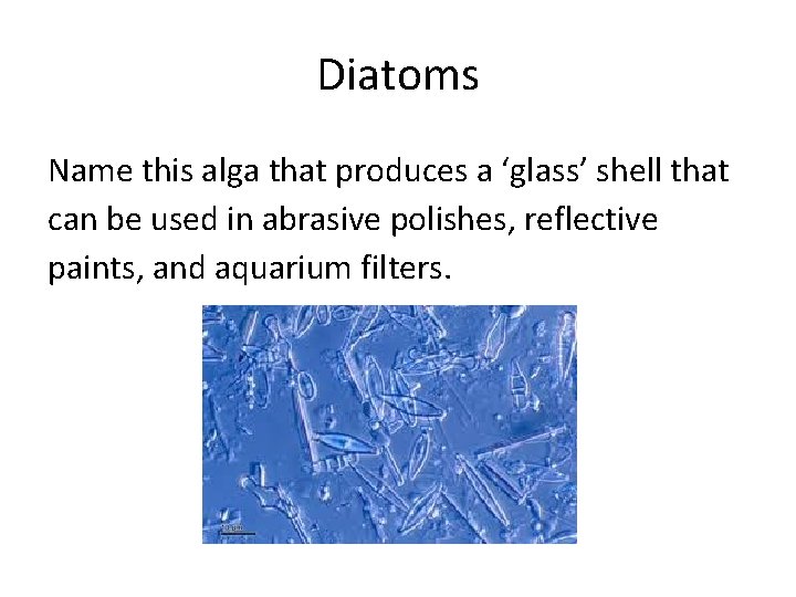 Diatoms Name this alga that produces a ‘glass’ shell that can be used in