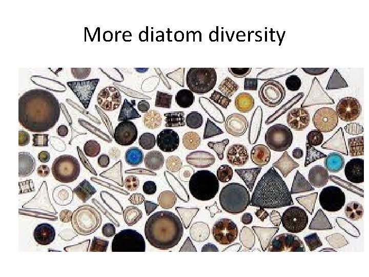 More diatom diversity 