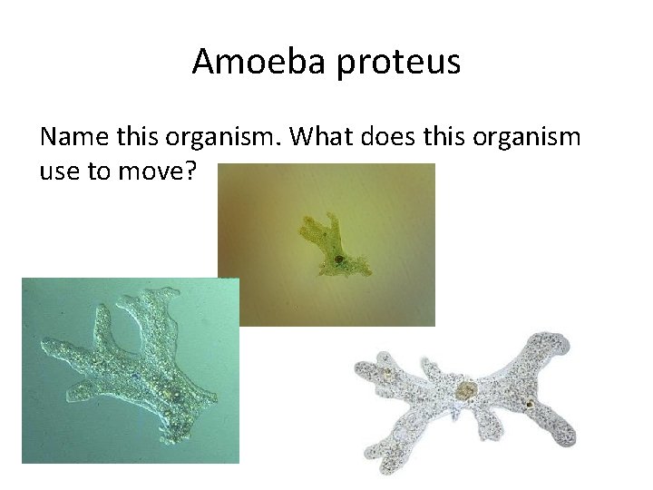 Amoeba proteus Name this organism. What does this organism use to move? 