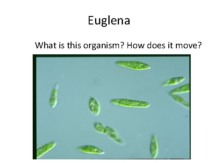 Euglena What is this organism? How does it move? 