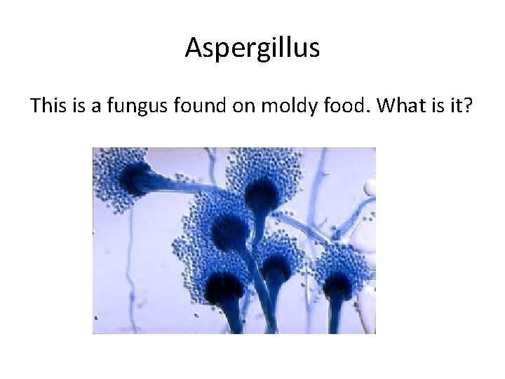 Aspergillus This is a fungus found on moldy food. What is it? 