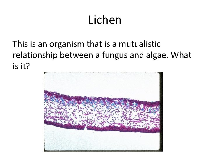 Lichen This is an organism that is a mutualistic relationship between a fungus and