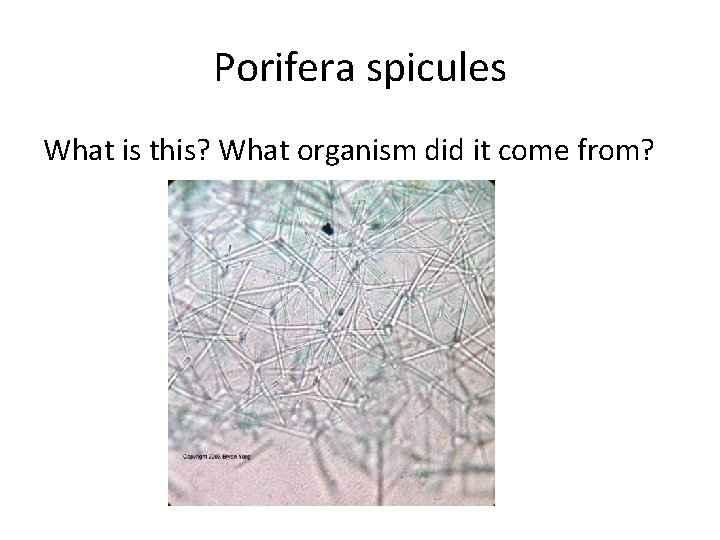 Porifera spicules What is this? What organism did it come from? 