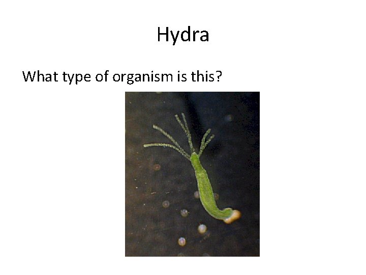 Hydra What type of organism is this? 