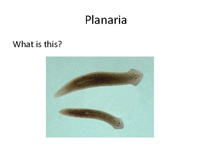 Planaria What is this? 