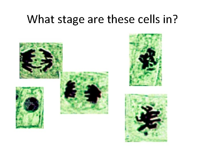 What stage are these cells in? 