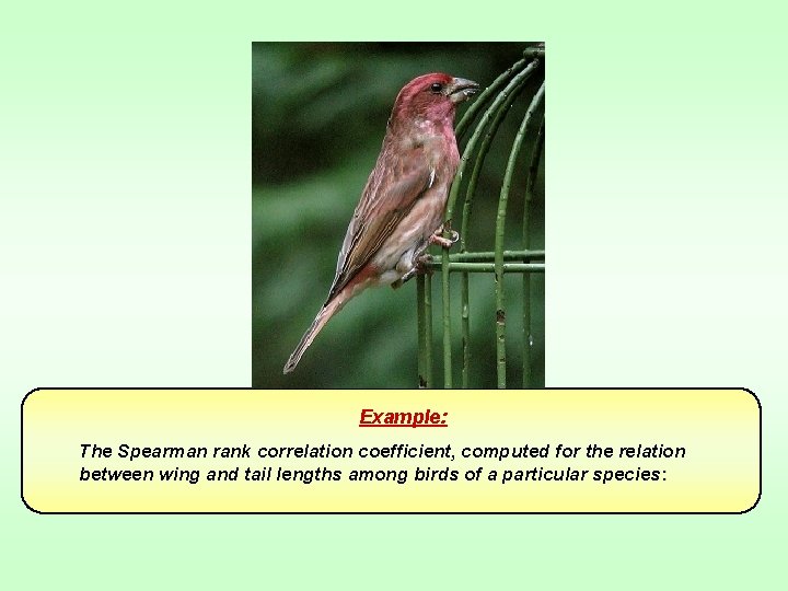 Example: The Spearman rank correlation coefficient, computed for the relation between wing and tail Example: The Spearman rank correlation coefficient, computed for the relation between wing and tail