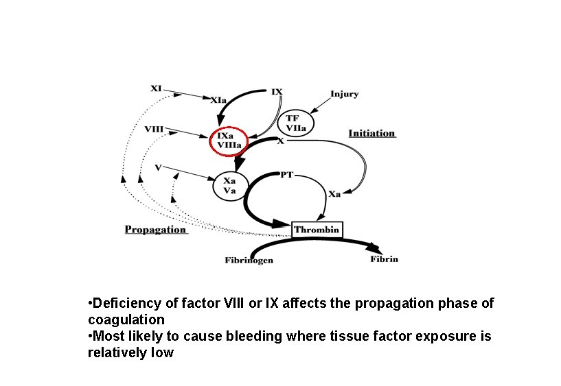  • Deficiency of factor VIII or IX affects the propagation phase of coagulation