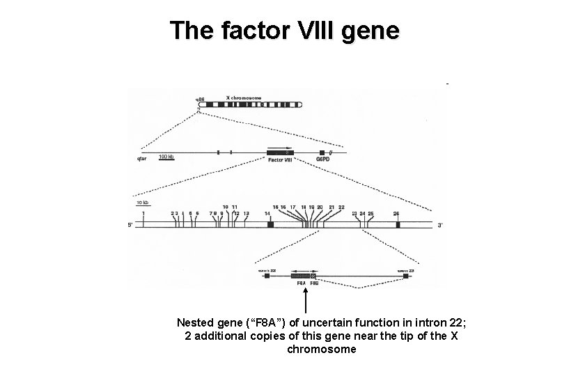 The factor VIII gene Nested gene (“F 8 A”) of uncertain function in intron