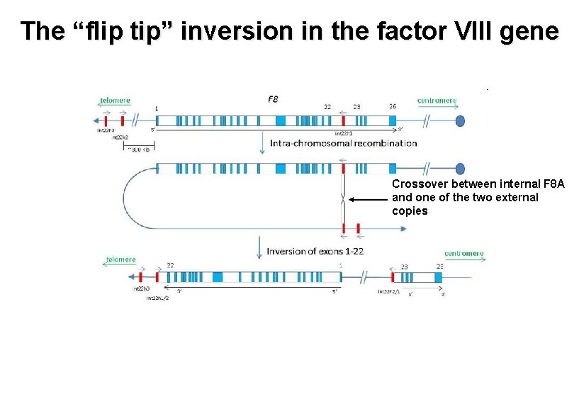 The “flip tip” inversion in the factor VIII gene Crossover between internal F 8