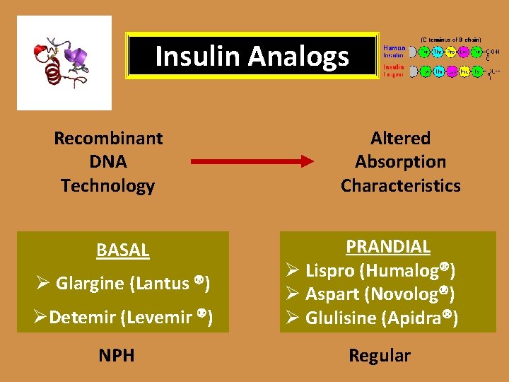 Insulin Analogs Recombinant DNA Technology BASAL Ø Glargine (Lantus ) ØDetemir (Levemir ) NPH