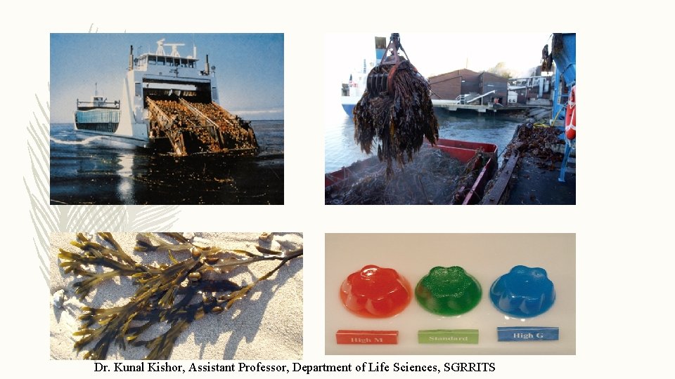 Dr. Kunal Kishor, Assistant Professor, Department of Life Sciences, SGRRITS 