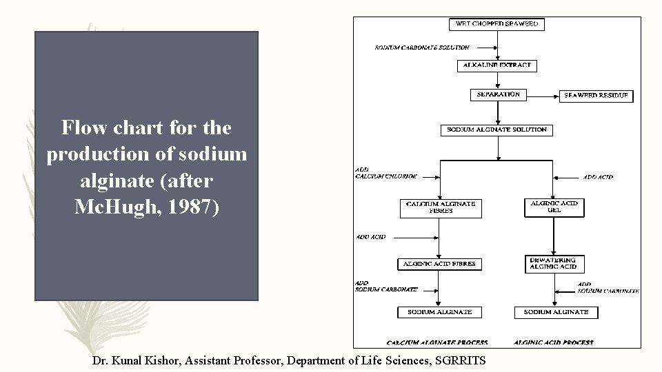 Flow chart for the production of sodium alginate (after Mc. Hugh, 1987) Dr. Kunal