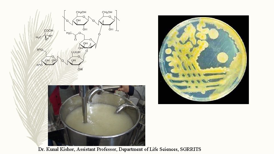 Dr. Kunal Kishor, Assistant Professor, Department of Life Sciences, SGRRITS 