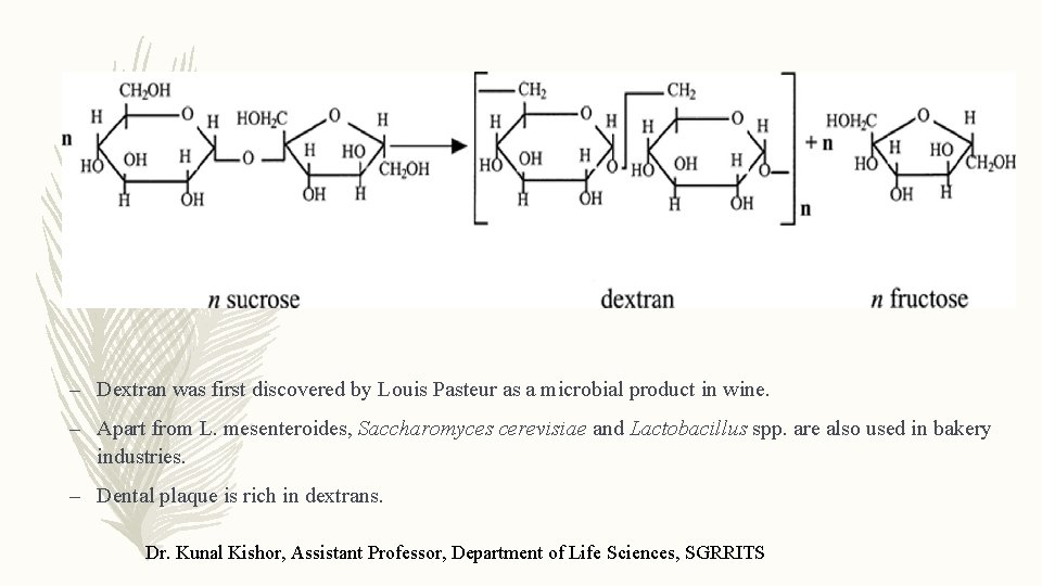 – Dextran was first discovered by Louis Pasteur as a microbial product in wine.