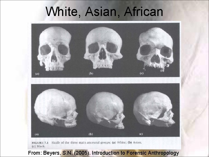 White, Asian, African From: Beyers, S. N. (2005). Introduction to Forensic Anthropology 