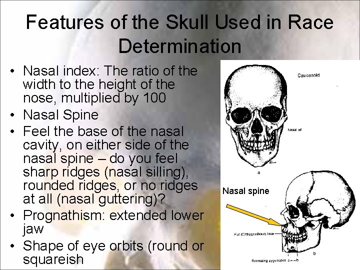 Features of the Skull Used in Race Determination • Nasal index: The ratio of