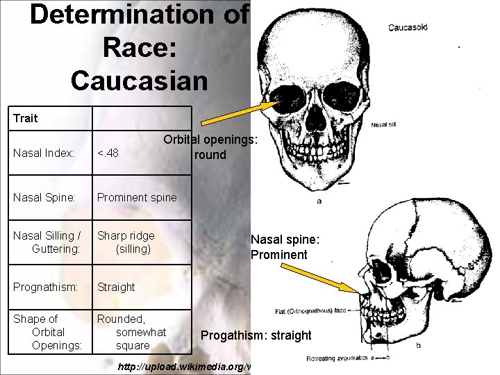 Determination of Race: Caucasian Trait Orbital openings: round Nasal Index: <. 48 Nasal Spine: