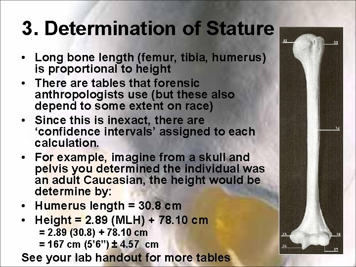 3. Determination of Stature • Long bone length (femur, tibia, humerus) is proportional to